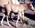 champagne colt by Harvest Gold