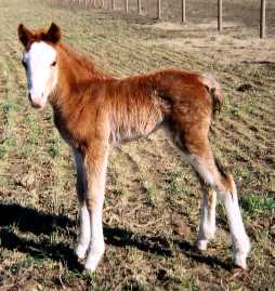 Foxtrotter Sabino Filly born 2-20-02