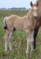 Sold - Buckskin stud colt, born 10-2-05, sired by Vanilla-N-Ice