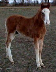 bay sabino fox trotting colt