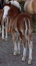 bay sabino foxtrotter colt