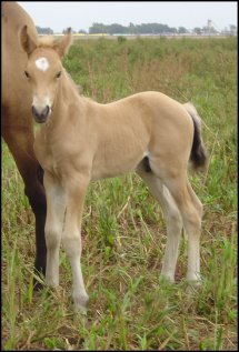 buckskin fox trotting stud colt