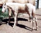 cremello stud colt by Harvest Gold