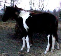 black & white colt born 5-3-02 photo#2