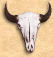 steer skull