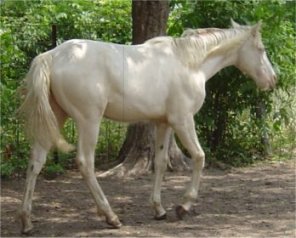 cremello foxtrotting filly born 10-3-05