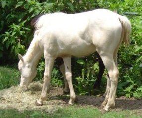 cremello fox trotter filly born 10-3-05