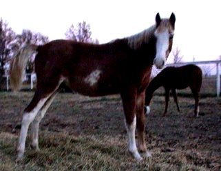 Red Sabino Overo Colt