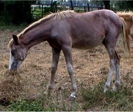 red sabino filly by Dusty Traveler