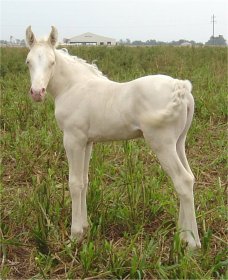 cremello foxtrotting filly born 10-3-05