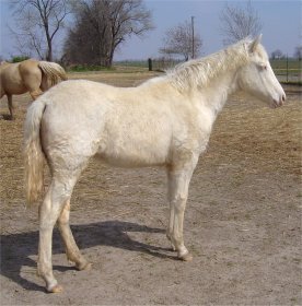 cremello foxtrotter filly born 10-3-05