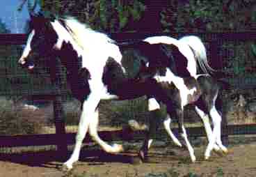 REEVES' SANDY & one of Dusty Traveler's younger half brothers