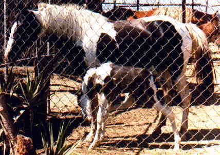 REEVES' SANDY & DUSTY TRAVELER - 1985