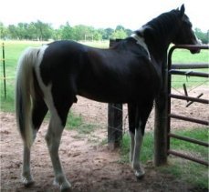 Bay Tobiano Foxtrotter in TX