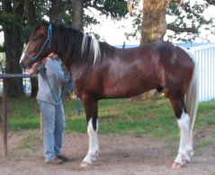 Gelding at home in Texas