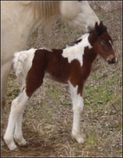 bay & white fox trotting filly born 1-31-05 - photo#1