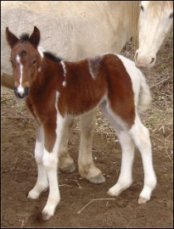 bay & white foxtrotting horse filly born 1-31-05 - photo#2