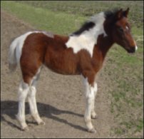 bay & white foxtrotting filly born 1-31-05 - photo#3