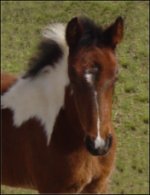 bay & white fox trotter filly born 1-31-05 - photo#4