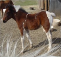 bay & white foxtrotter filly born 1-31-05 - photo#5