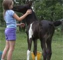 Black and white stud colt