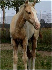 golden palomino foxtrotter stud colt photo #2