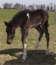 black and white tobiano foxtrotter stud colt photo #2