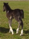 black and white tobiano foxtrotter stud colt photo #3