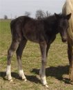 black and white tobiano foxtrotter stud colt photo #4