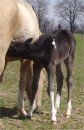 black and white tobiano foxtrotter stud colt photo #5