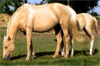 palomino foxtrotter mare