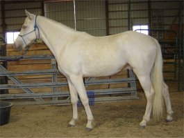 Foxtrotter Ivory Champagne Stallion #2