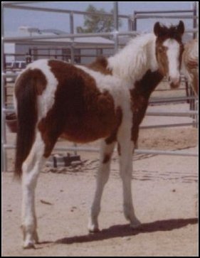 Bay & White Foxtrotter Tobiano Filly