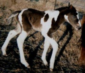 black/white fox trotting filly