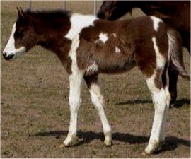 black/white foxtrotting filly