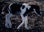 black & white tovero filly, born 1-2-03, sired by Jack's Absolute Power