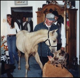 golden palomino foxtrotter stud colt photo #3