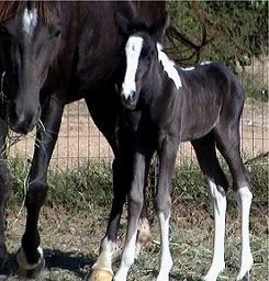 black & white tobiano foxtrotter filly