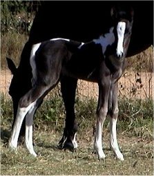 black & white tobiano foxtrotter filly