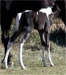 black & white tobiano foxtrotter filly