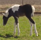 black & white tobiano foxtrotter filly