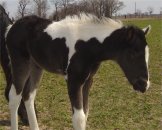 black & white tobiano foxtrotter filly