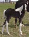 black & white tobiano foxtrotter filly