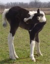 black & white tobiano foxtrotter filly