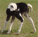 black & white tobiano foxtrotter filly