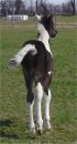 black & white tobiano foxtrotter filly