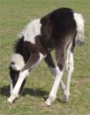 black & white tobiano foxtrotter filly