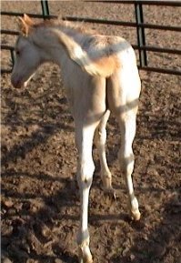 foxtrotting overo colt