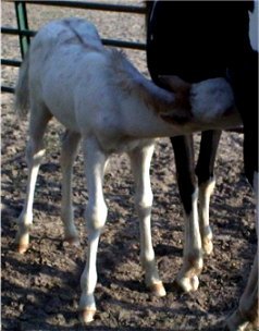 fox trotting overo colt