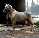 Foxtrotter Champagne Stallion #1